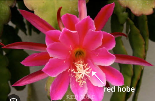 Epiphyllum Red Hoobe